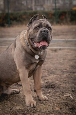 Cane Corso portresi. Cane Corso dışarıda oturuyor. Büyük köpek yavruları. İtalyan köpeği Cane Corso. Bir köpeğin cesur bakışı. Formentino rengi.