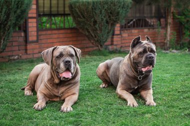 Cane Corso portresi. İki Cane Corso açık havada yatıyor. Büyük köpek yavruları. İtalyan köpeği Cane Corso. Bir köpeğin cesur bakışı. Kesik kulaklar. formentino rengi.