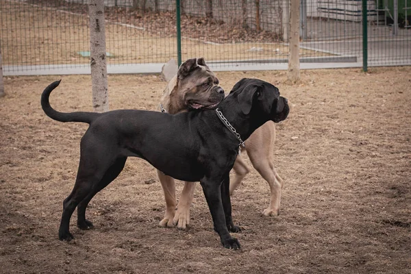 Frame Motion Two Cane Corsos Playing Outdoors Large Dog Breeds — Stock Photo, Image