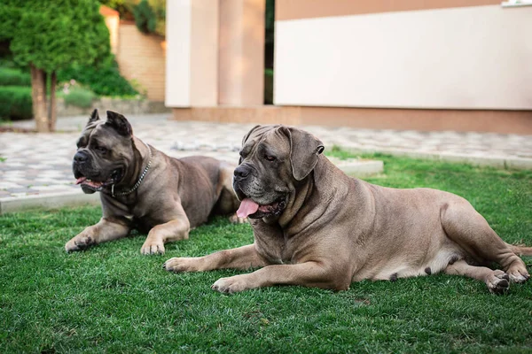 Cane Corso portrait. Two Cane Corso lie outdoors. Large dog breeds. Italian dog Cane Corso. The courageous look of a dog. Cropped ears. formentino color.