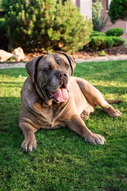 Cane Corso portresi. Cane Corso dışarıda oturuyor. Büyük köpek yavruları. İtalyan köpeği Cane Corso. Bir köpeğin cesur bakışı. Formentino rengi.