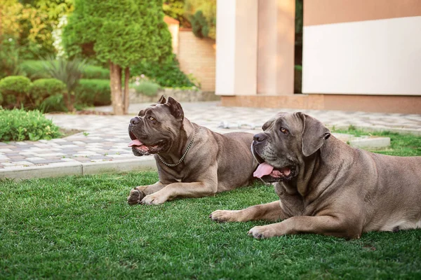 Cane Corso portrait. Two Cane Corso lie outdoors. Large dog breeds. Italian dog Cane Corso. The courageous look of a dog. Cropped ears. formentino color.