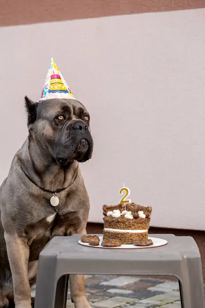 一只狗和她的生日礼物以生日蛋糕的形式出现 一只戴着节日礼帽的可爱的小狗在大自然中摆姿势 二号的狗肉蛋糕生日快乐 — 图库照片