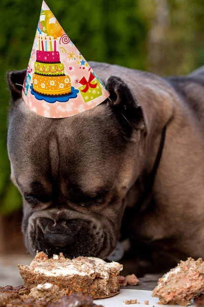 A dog and her birthday treat in the form of a birthday cake. A cute puppy in a festive hat poses in nature. Dog cake with number two. Happy Birthday.