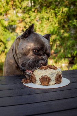 Köpeğin doğum günü ve doğum günü pastası şeklinde hediyesi. Bir Cane Corso köpeği doğum gününü pasta ve balonla kutlar. Cane Corso erkek, Formentino. Köpek pasta yiyor. hareket halinde çerçeve