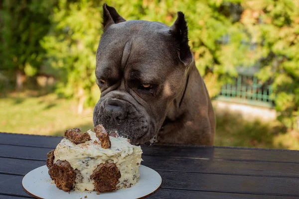 Köpeğin doğum günü ve doğum günü pastası şeklinde hediyesi. Bir Cane Corso köpeği doğum gününü pasta ve balonla kutlar. Cane Corso erkek, Formentino. Köpek pasta yiyor. hareket halinde çerçeve