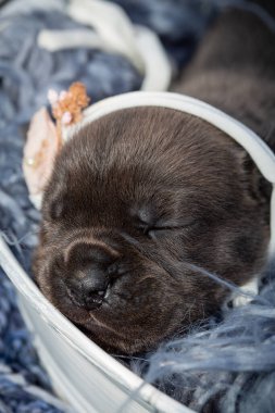 Yeni doğmuş yavrular. Cane Corso yavruları, Formentino renginde. Cane Corso yavruları iki haftalık. Yeni doğmuş yavru köpek vuruşu. yeni hayat