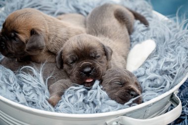 Yeni doğmuş yavrular. Cane Corso yavruları, Formentino renginde. Cane Corso yavruları iki haftalık. Yeni doğmuş yavru köpek vuruşu. yeni hayat