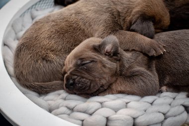 Yeni doğmuş yavrular. Cane Corso yavruları, Formentino renginde. Cane Corso yavruları iki haftalık. Yeni doğmuş yavru köpek vuruşu. yeni hayat