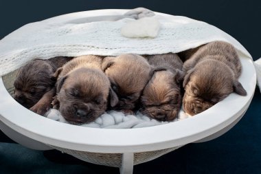 Yeni doğmuş yavrular. Cane Corso yavruları, Formentino renginde. Cane Corso yavruları iki haftalık. Yeni doğmuş yavru köpek vuruşu. yeni hayat