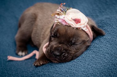 Yeni doğmuş yavrular. Cane Corso yavruları, Formentino renginde. Cane Corso yavruları iki haftalık. Yeni doğmuş yavru köpek vuruşu. yeni hayat