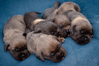 Yeni doğmuş yavrular. Cane Corso yavruları, Formentino renginde. Cane Corso yavruları iki haftalık. Yeni doğmuş yavru köpek vuruşu. yeni hayat
