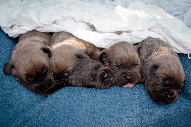 Yeni doğmuş yavrular. Cane Corso yavruları, Formentino renginde. Cane Corso yavruları iki haftalık. Yeni doğmuş yavru köpek vuruşu. yeni hayat