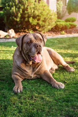 Cane Corso portresi. Cane Corso dışarıda oturuyor. Büyük köpek yavruları. İtalyan köpeği Cane Corso. Bir köpeğin cesur bakışı. Formentino rengi.