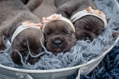 Yeni doğmuş yavrular. Cane Corso yavruları, Formentino renginde. Cane Corso yavruları iki haftalık. Yeni doğmuş yavru köpek vuruşu. yeni hayat
