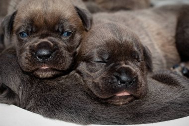 Yeni doğmuş yavrular. Cane Corso yavruları, Formentino renginde. Cane Corso yavruları iki haftalık. Yeni doğmuş yavru köpek vuruşu. yeni hayat