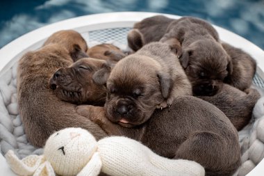 Yeni doğmuş yavrular. Cane Corso yavruları, Formentino renginde. Cane Corso yavruları iki haftalık. Yeni doğmuş yavru köpek vuruşu. yeni hayat