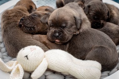 Yeni doğmuş yavrular. Cane Corso yavruları, Formentino renginde. Cane Corso yavruları iki haftalık. Yeni doğmuş yavru köpek vuruşu. yeni hayat