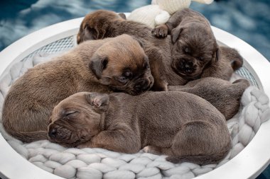 Yeni doğmuş yavrular. Cane Corso yavruları, Formentino renginde. Cane Corso yavruları iki haftalık. Yeni doğmuş yavru köpek vuruşu. yeni hayat