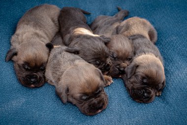 Yeni doğmuş yavrular. Cane Corso yavruları, Formentino renginde. Cane Corso yavruları iki haftalık. Yeni doğmuş yavru köpek vuruşu. yeni hayat