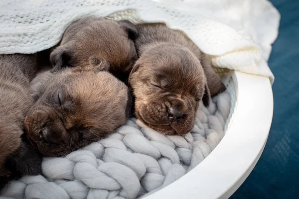 Yeni doğmuş yavrular. Cane Corso yavruları, Formentino renginde. Cane Corso yavruları iki haftalık. Yeni doğmuş yavru köpek vuruşu. yeni hayat