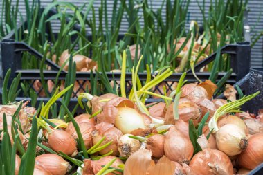 Taze soğan. Soğan arka planı. Olgun soğanlar. Piyasada soğan