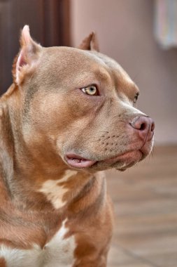 Amerikan Kabadayı Köpeği. Amerikan Zorba Köpek Portresi. American Bully Pocket, klasik. Yoldaş Köpek.