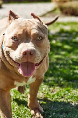 Amerikan zorba köpeği. Amerikan zorba köpek yavrusu oynuyor, fotoğraf çekiliyor. Amerikan kabadayısı cebi, klasik. Dost köpek..