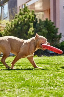 Amerikan zorba köpeği. Amerikan zorba köpek yavrusu oynuyor, fotoğraf çekiliyor. Amerikan kabadayısı cebi, klasik. Dost köpek..