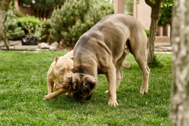 Cane Corso ve Amerikan Kabadayı Köpekleri. Amerikan zorbası Cane Corso ile oynuyor, aksiyon fotoğrafı. American Bully Pocket, klasik. Cane Corso Formentino. Dost köpek..
