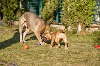 Cane Corso ve Amerikan Kabadayı Köpekleri. Amerikan zorbası Cane Corso ile oynuyor, aksiyon fotoğrafı. American Bully Pocket, klasik. Cane Corso Formentino. Dost köpek..