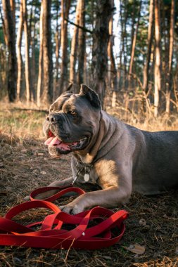 Sahibi ile yürüdükten sonra ormanda yerde yatan büyük, kaslı bir köpek kamışı.