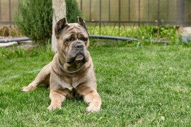 Avludaki yeşil çimlerin üzerinde yatan büyük köpek cinsi kamışı corso italiano.