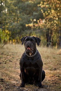 Büyük bir Cane Corso köpeği sonbahar ormanında yürüyor. Siyah Çubuk Corso. Bir köpekle yürümek.