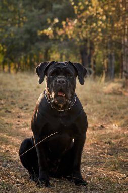 Büyük bir Cane Corso köpeği sonbahar ormanında yürüyor. Siyah Çubuk Corso. Bir köpekle yürümek.