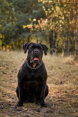 Büyük bir Cane Corso köpeği sonbahar ormanında yürüyor. Siyah Çubuk Corso. Bir köpekle yürümek.