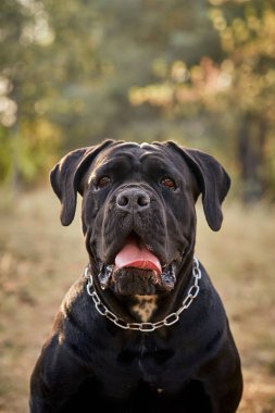 Büyük bir baston corso köpeği sonbahar ormanında yürür. Siyah baston korso. Bir köpekle yürüyorum. Cane Corso portresi
