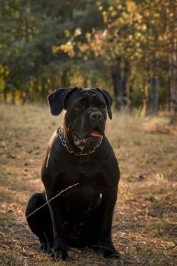Büyük bir Cane Corso köpeği sonbahar ormanında yürüyor. Siyah Çubuk Corso. Bir köpekle yürümek.