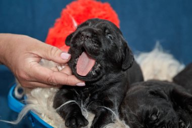 Bir grup yeni doğmuş sevimli Cane Corso yavrusu yan yana uzanıp huzur içinde uyuyorlar. Yavrular, kısa kürklü, tipik buruşuk yüzlü ve koyu renk paltolu saf İtalyan mastoları..