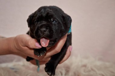 Yeni doğan sevimli Cane Corso yavrusu uzanıp huzur içinde uyuyor. Yavru, kısa saçlı, tipik buruşuk ağızlıklı ve koyu tüylü safkan bir İtalyan Mastiff..