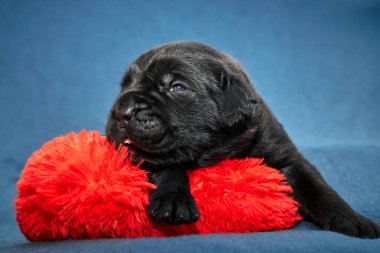 Yeni doğan sevimli Cane Corso yavrusu uzanıp huzur içinde uyuyor. Yavru, kısa saçlı, tipik buruşuk ağızlıklı ve koyu tüylü safkan bir İtalyan Mastiff..
