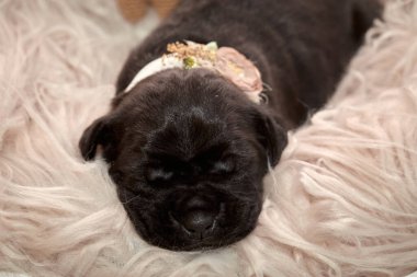 Yeni doğan sevimli Cane Corso yavrusu uzanıp huzur içinde uyuyor. Yavru, kısa saçlı, tipik buruşuk ağızlıklı ve koyu tüylü safkan bir İtalyan Mastiff..