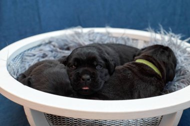 Bir grup yeni doğmuş sevimli Cane Corso yavrusu yan yana uzanıp huzur içinde uyuyorlar. Yavrular, kısa kürklü, tipik buruşuk yüzlü ve koyu renk paltolu saf İtalyan mastoları..