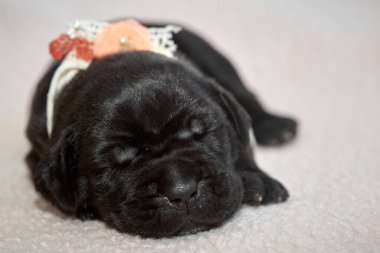 Yeni doğan sevimli Cane Corso yavrusu uzanıp huzur içinde uyuyor. Yavru, kısa saçlı, tipik buruşuk ağızlıklı ve koyu tüylü safkan bir İtalyan Mastiff..