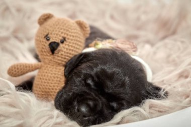 Yeni doğan sevimli Cane Corso yavrusu uzanıp huzur içinde uyuyor. Yavru, kısa saçlı, tipik buruşuk ağızlıklı ve koyu tüylü safkan bir İtalyan Mastiff..