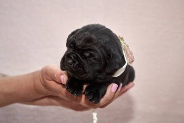 Yeni doğan sevimli Cane Corso yavrusu uzanıp huzur içinde uyuyor. Yavru, kısa saçlı, tipik buruşuk ağızlıklı ve koyu tüylü safkan bir İtalyan Mastiff..