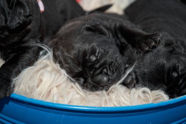 Bir grup yeni doğmuş sevimli Cane Corso yavrusu yan yana uzanıp huzur içinde uyuyorlar. Yavrular, kısa kürklü, tipik buruşuk yüzlü ve koyu renk paltolu saf İtalyan mastoları..