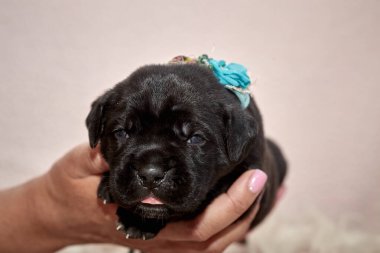 Yeni doğan sevimli Cane Corso yavrusu uzanıp huzur içinde uyuyor. Yavru, kısa saçlı, tipik buruşuk ağızlıklı ve koyu tüylü safkan bir İtalyan Mastiff..