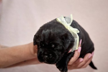 Yeni doğan sevimli Cane Corso yavrusu uzanıp huzur içinde uyuyor. Yavru, kısa saçlı, tipik buruşuk ağızlıklı ve koyu tüylü safkan bir İtalyan Mastiff..