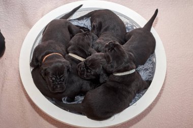 Bir grup yeni doğmuş sevimli Cane Corso yavrusu yan yana uzanıp huzur içinde uyuyorlar. Yavrular, kısa kürklü, tipik buruşuk yüzlü ve koyu renk paltolu saf İtalyan mastoları..